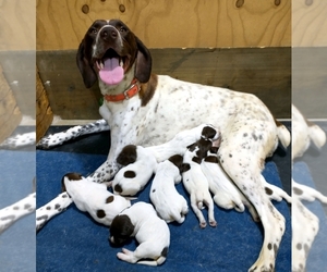 Mother of the German Shorthaired Pointer puppies born on 07/30/2023