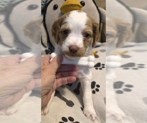 Brittany Puppy for Sale in MOHAWK, New York USA