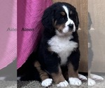 Small Photo #8 Bernese Mountain Dog Puppy For Sale in SHERIDAN, MI, USA