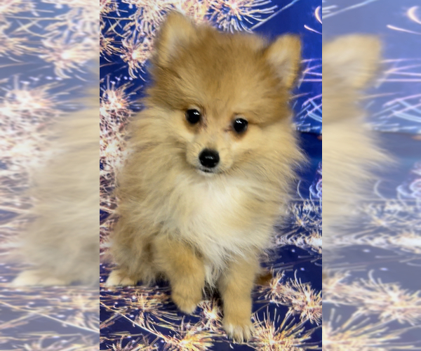 Medium Photo #3 Pomeranian Puppy For Sale in AZLE, TX, USA