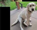 Small Photo #1 Labrador Retriever Puppy For Sale in EAGLE POINT, OR, USA
