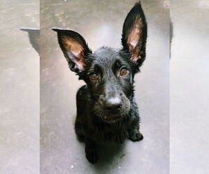German Shepherd Dog-Unknown Mix Dogs for adoption in Mount Pleasant, SC, USA
