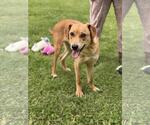 Small #7 Catahoula Leopard Dog-Labrador Retriever Mix