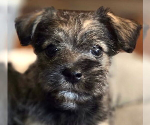 Medium Photo #1 Mutt Puppy For Sale in Oakley, CA, USA