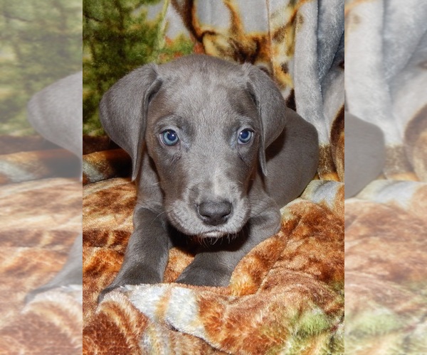 Medium Photo #12 Great Dane Puppy For Sale in SPRAGGS, PA, USA