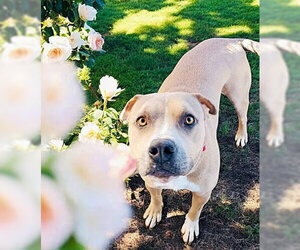 Sandee - Female American Pit Bull Terrier-American Staffordshire Terrier Mix Dog for Adoption - Photo #2