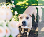 Small #1 American Pit Bull Terrier-American Staffordshire Terrier Mix