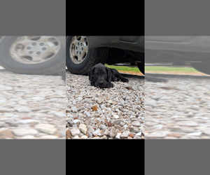 Great Dane Puppy for Sale in WALNUT GROVE, Missouri USA