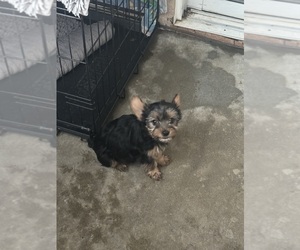 Yorkshire Terrier Puppy for sale in SAN JACINTO, CA, USA