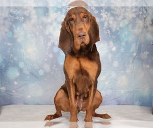 Bloodhound-Unknown Mix Dogs for adoption in Oroville, CA, USA