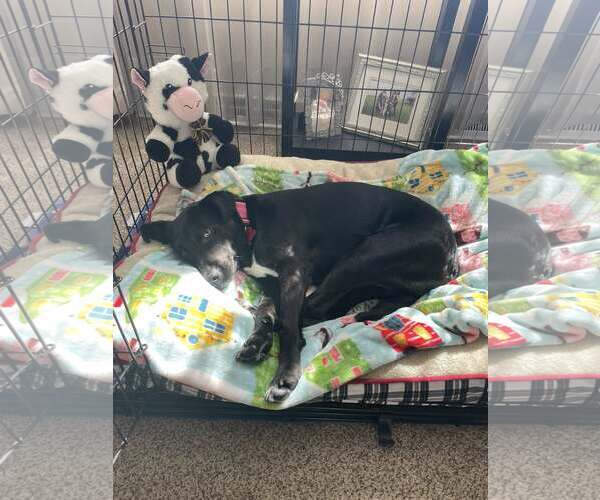 Medium Photo #8 Mutt Puppy For Sale in Sheboygan, WI, USA