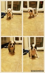 Olde English Bulldogge Puppy for sale in SEVERNA PARK, MD, USA