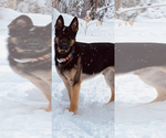 Small #12 German Shepherd Dog