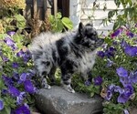 Patches - Male Pomeranian Puppy for Sale - Photo #2