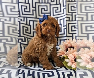 Cock-A-Poo Puppy for sale in NOTTINGHAM, PA, USA