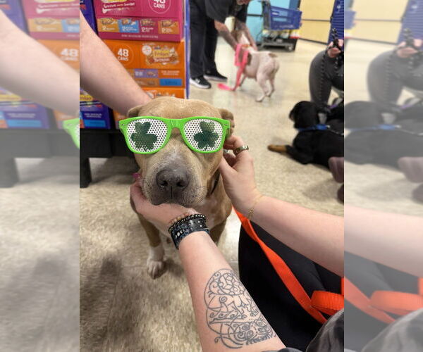 Medium Photo #4 American Staffordshire Terrier-Unknown Mix Puppy For Sale in Wenonah, NJ, USA