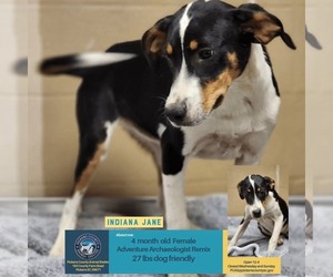 Mutt Dogs for adoption in Woodbury, NY, USA