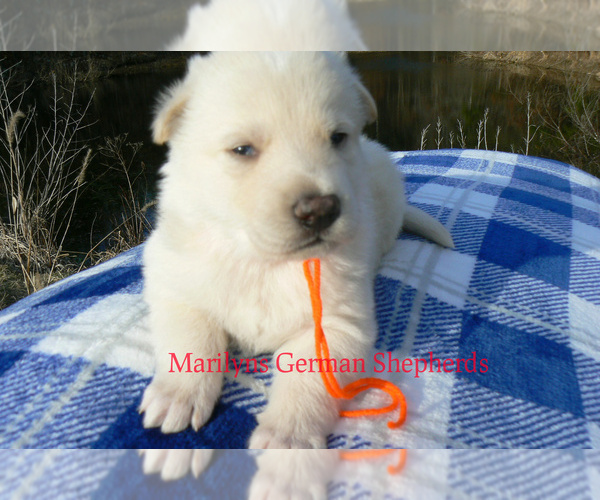 Medium Photo #2 German Shepherd Dog Puppy For Sale in PIEDMONT, MO, USA