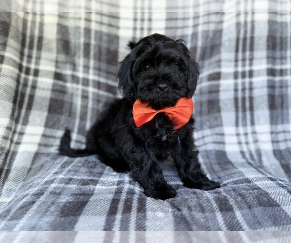 Medium Photo #4 ShihPoo Puppy For Sale in LAKELAND, FL, USA