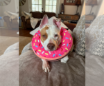Small #1 American Staffordshire Terrier