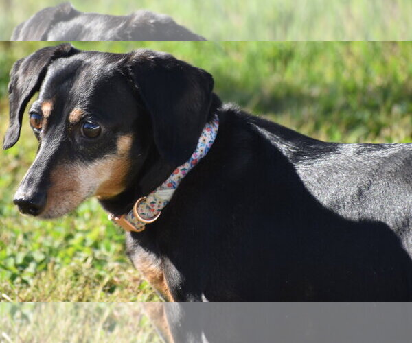 Medium Photo #13 Dachshund Puppy For Sale in Shelbyville, TN, USA