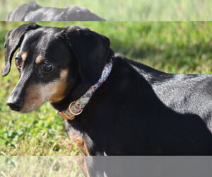 Dixie in TN (looking for a forever foster) - Female Dachshund Dog for Adoption - Photo #13