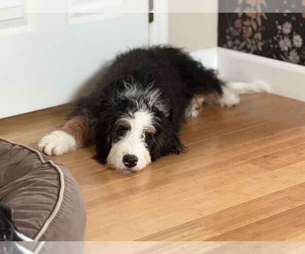 Medium Photo #3 Bernedoodle Puppy For Sale in Littleton, CO, USA
