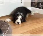 Small #2 Bernedoodle
