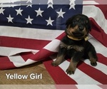 Small #1 Rottweiler