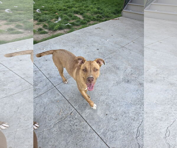 Medium Photo #2 American Pit Bull Terrier-Labrador Retriever Mix Puppy For Sale in MIDWAY, UT, USA