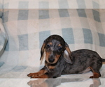 Small #1 Dachshund