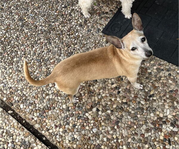 Medium Photo #3 Chihuahua Puppy For Sale in Rosenberg, TX, USA