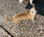 Small #2 Chihuahua