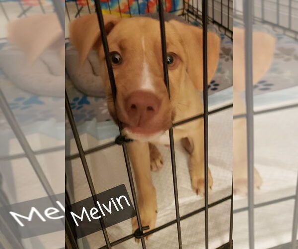 Medium Photo #4 Labrador Retriever-Unknown Mix Puppy For Sale in Royal Palm Beach, FL, USA