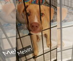 Small #3 Labrador Retriever Mix