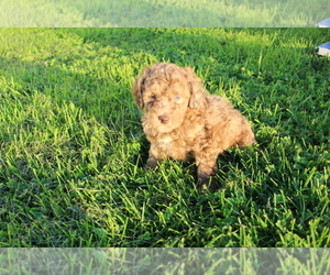 Poodle (Toy) Puppy for sale in EVART, MI, USA