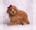 Small #5 Poodle (Miniature)
