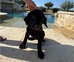 Small #8 Labrador Retriever