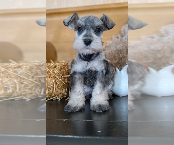 Medium Photo #40 Schnauzer (Miniature) Puppy For Sale in GOSHEN, IN, USA