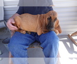 Small Photo #5 Bloodhound Puppy For Sale in JEROME, ID, USA