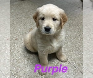 Golden Retriever Litter for sale in PORTSMOUTH, OH, USA