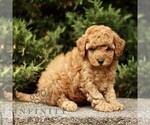 Small #2 Goldendoodle (Miniature)