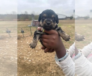 Morkie-Poodle (Miniature) Mix Puppy for sale in RAEFORD, NC, USA