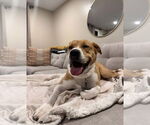 Small #6 American Pit Bull Terrier Mix