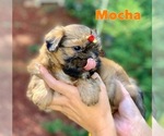 Small Photo #1 Shih Tzu Puppy For Sale in BUFORD, GA, USA