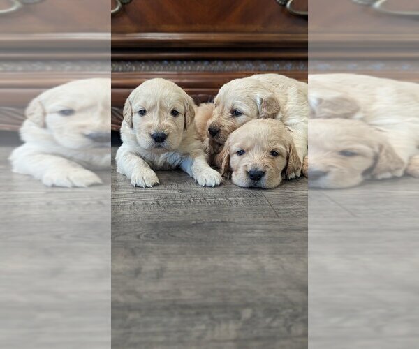 Medium Photo #4 English Cream Golden Retriever Puppy For Sale in SACRAMENTO, CA, USA
