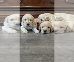 Small #3 English Cream Golden Retriever