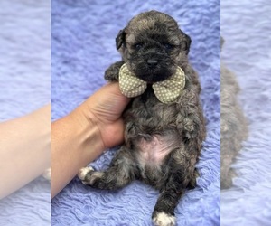 Poodle (Toy) Puppy for Sale in CAMPBELLSVILLE, Kentucky USA
