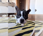 Small #4 Bulldog Mix