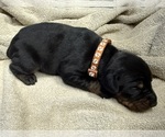 Small Doberman Pinscher